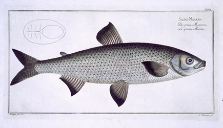 Salmon (Salmo Maraena) Plate XXVII from 
